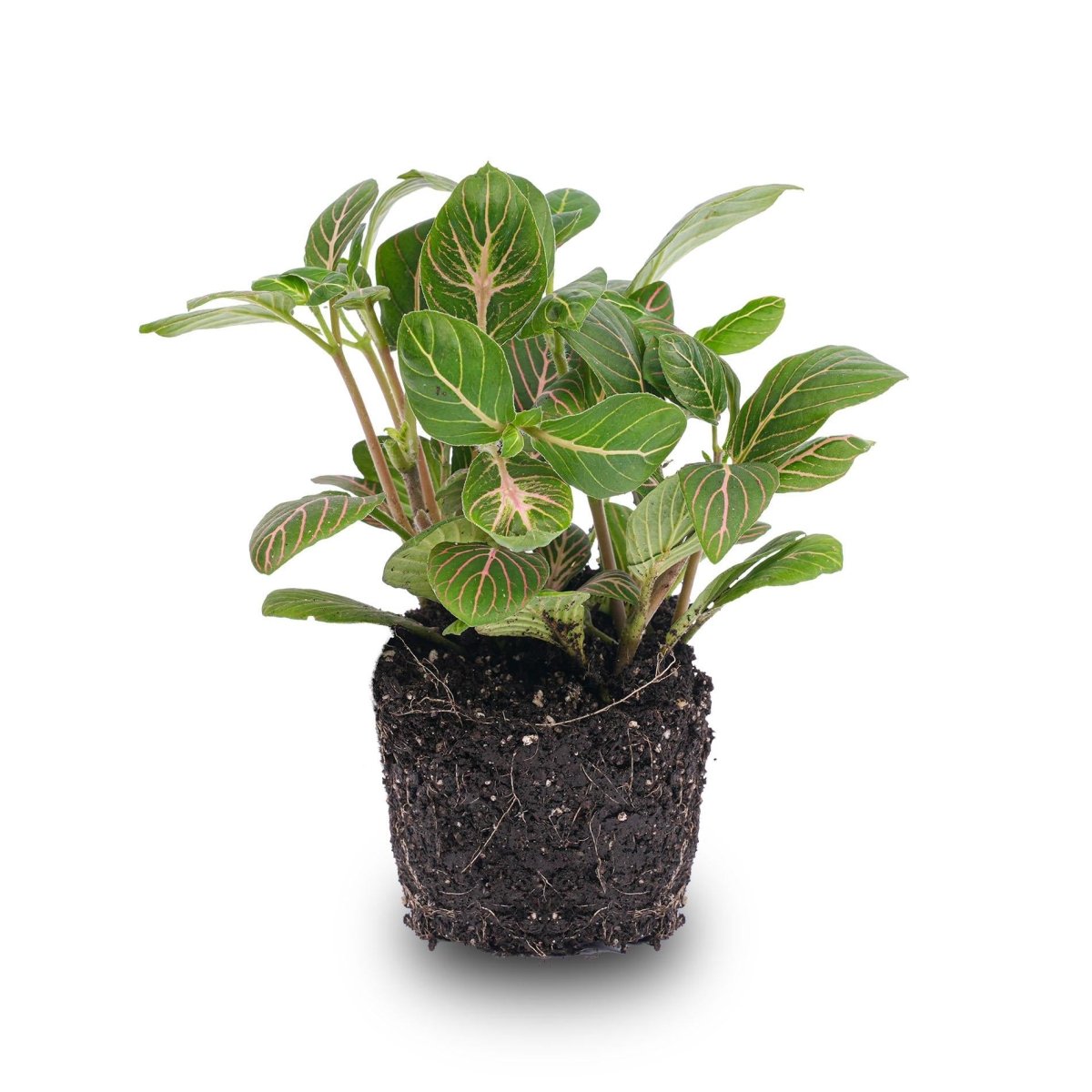Fittonia Joly Josan Rot - grüne Mosaikpflanze Topf 8cm - Wurzelwerk Design