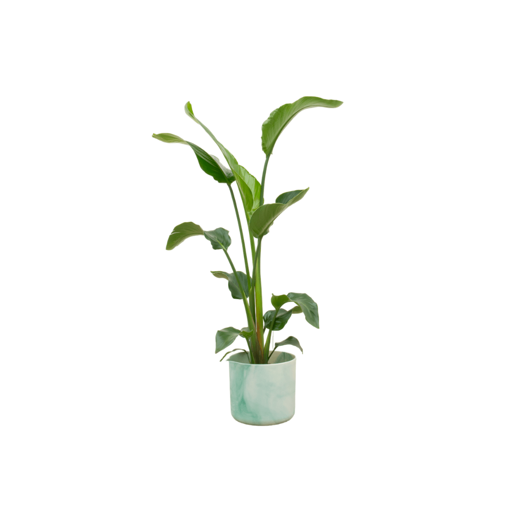 Strelitzia Nicolai 100cm mit Topf – Weißer Paradiesvogel für Ihr Zuhause - Wurzelwerk Design