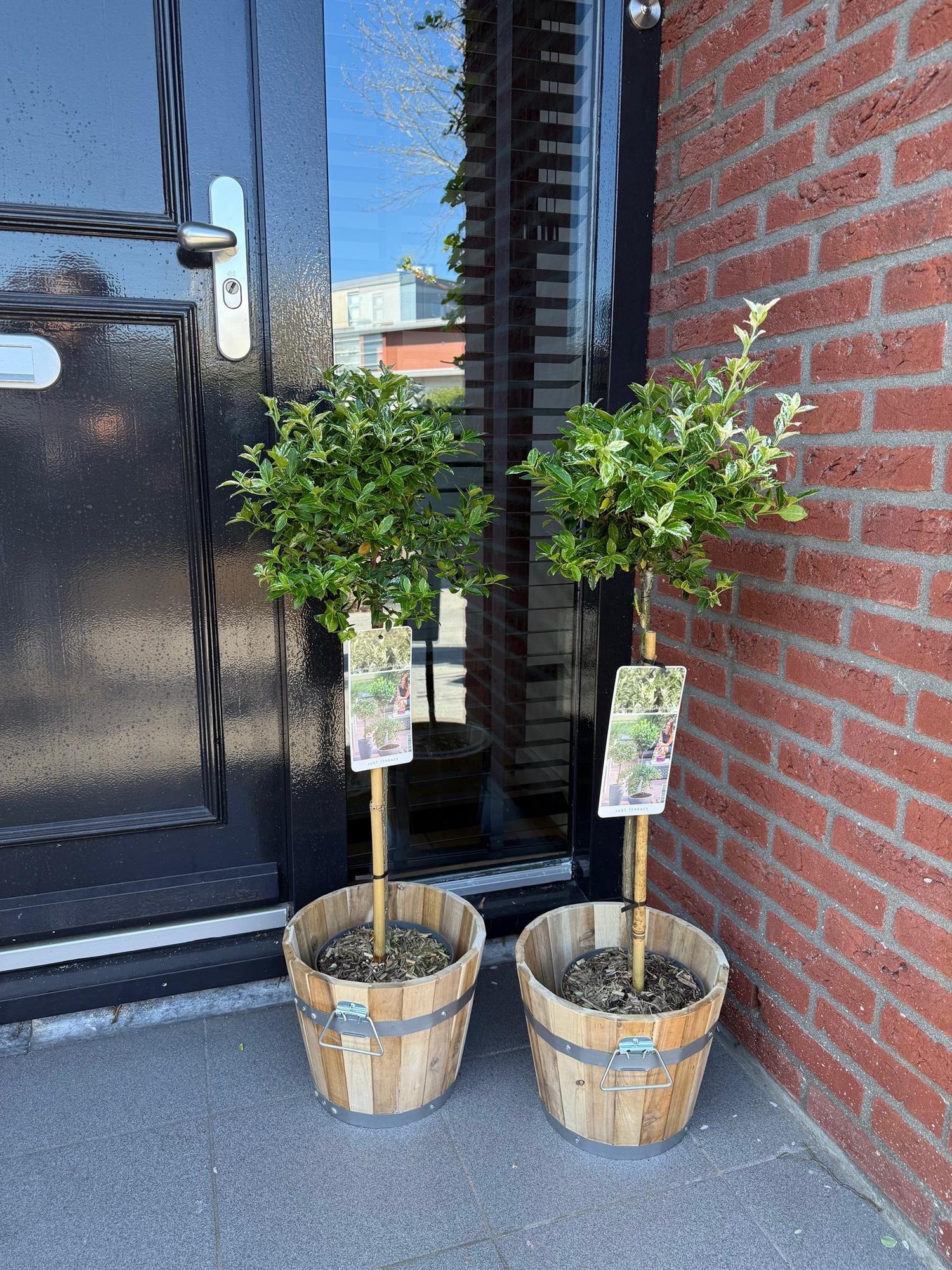 Euonymus fortunei Harlequin Pflanze in Topf, grün-weiße Blätter, immergrün, winterhart, für Terrasse, Höhe 90 cm