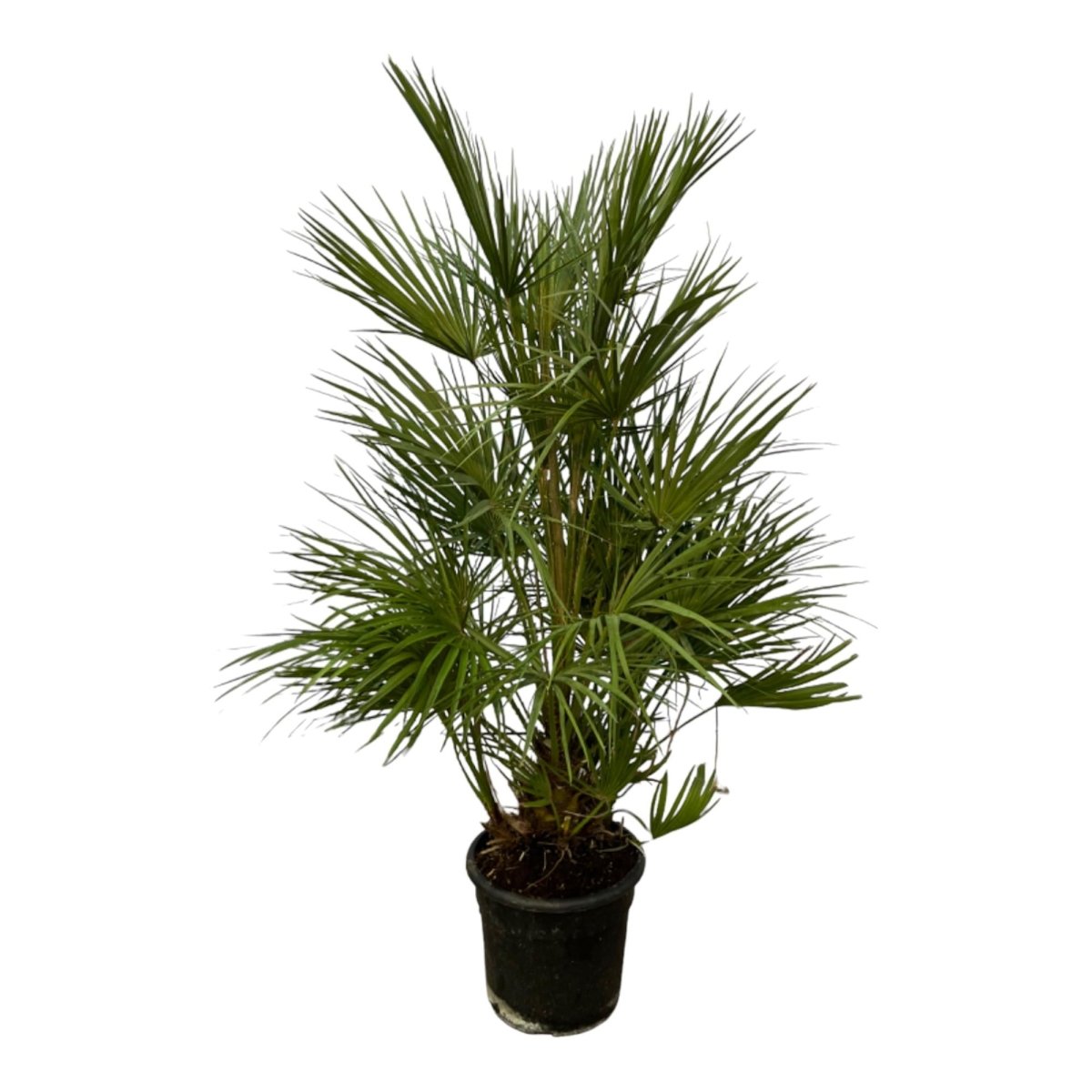 Chamaerops humilis kaufen – Europäische Zwergpalme, winterhart bis –12 °C - Wurzelwerk Design