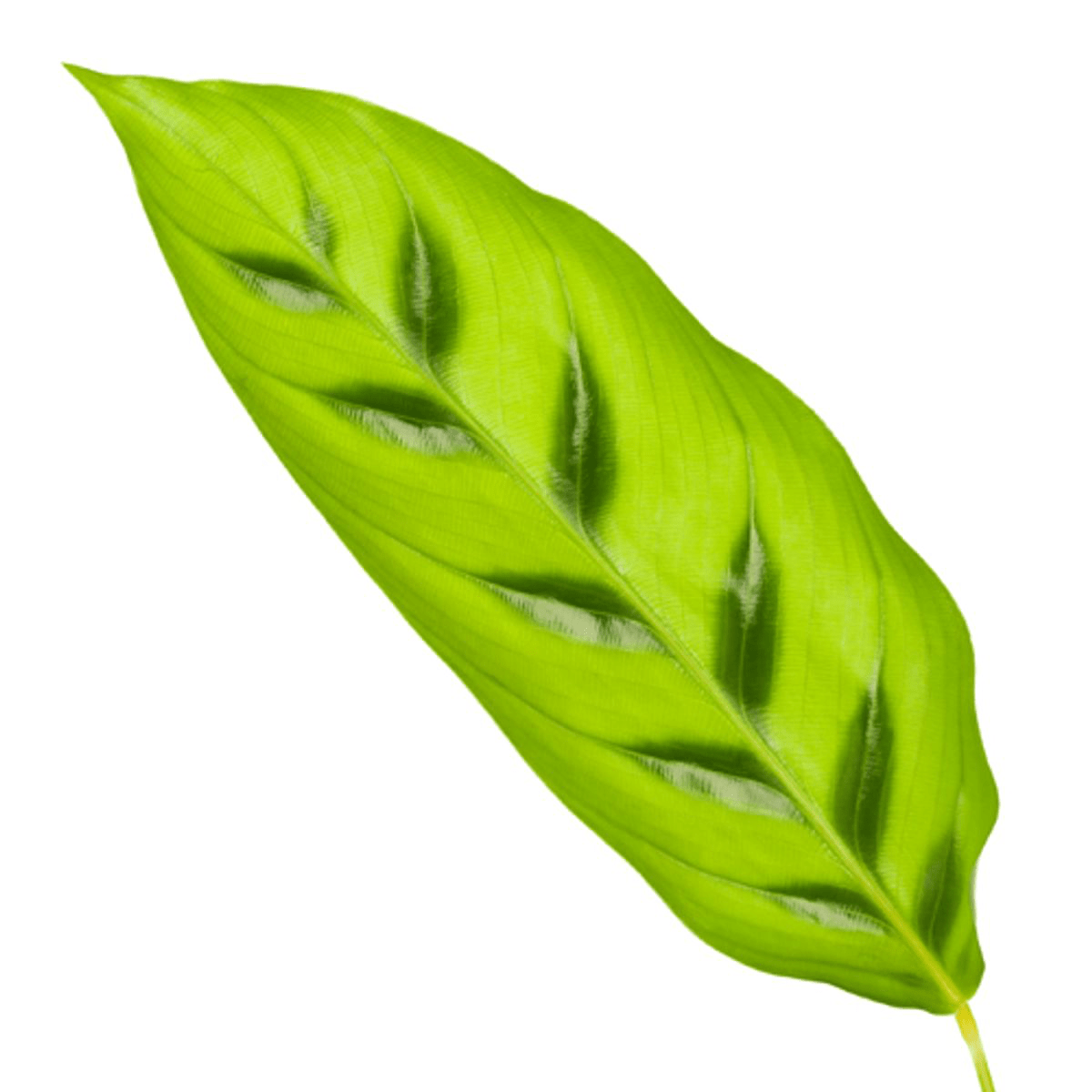 Calathea Leopardina 35 cm | Korbmarante im Ø12 cm Topf – Pflegeleicht &amp; Haustierfreundlich - Wurzelwerk Design
