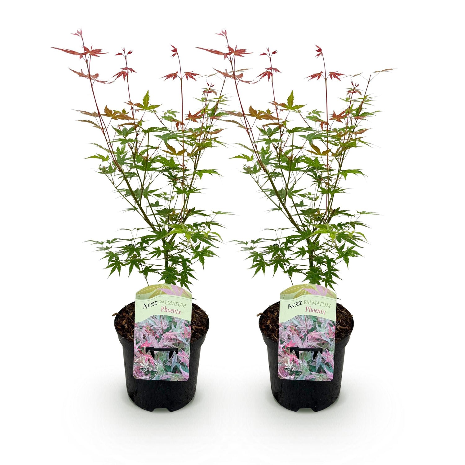 Zwei japanische Acer palmatum Phoenix Ahornbäume mit rosa Laub, in Töpfen, Höhe ca. 70 cm, laubabwerfend, von Everspring