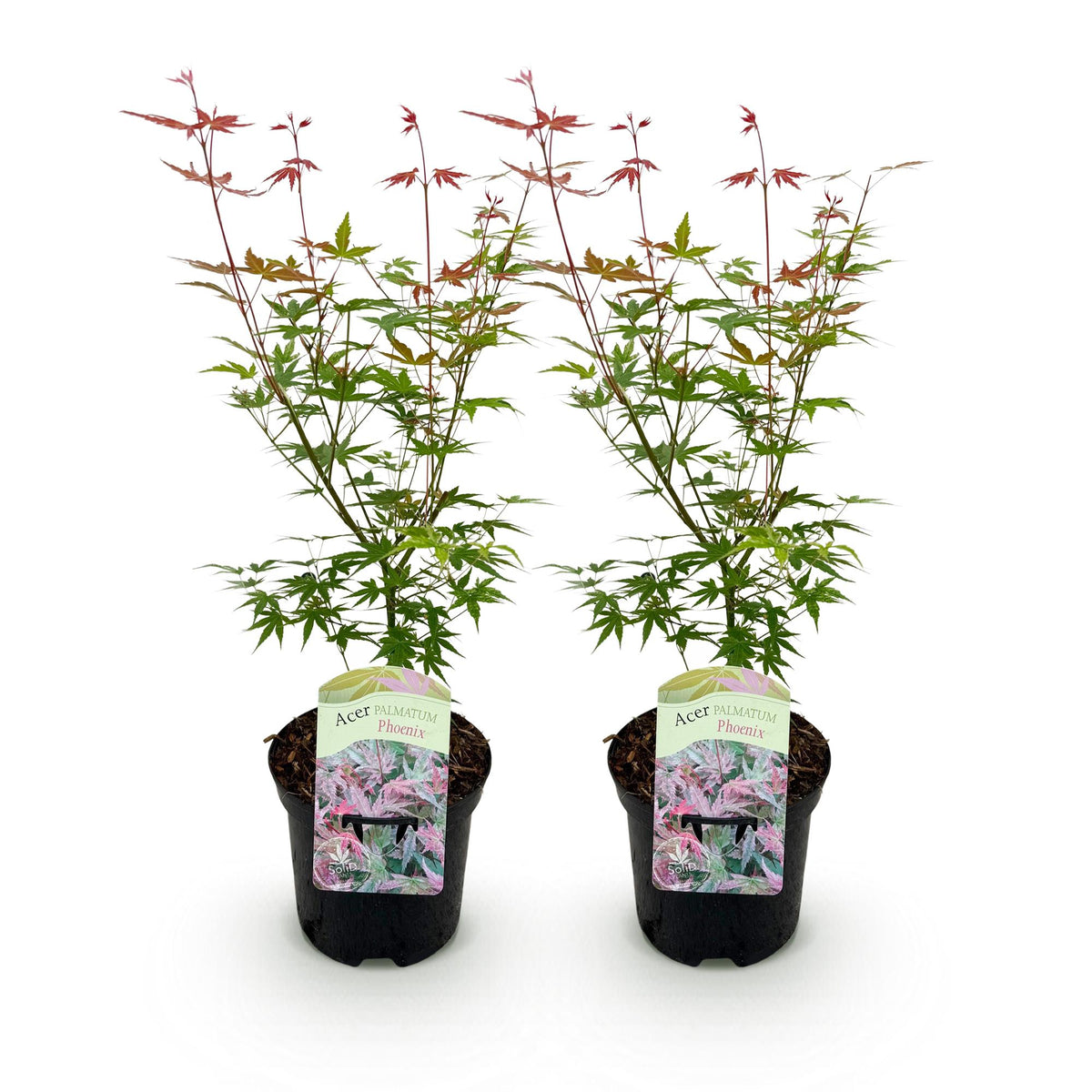 Zwei japanische Acer palmatum Phoenix Ahornbäume mit rosa Laub, in Töpfen, Höhe ca. 70 cm, laubabwerfend, von Everspring