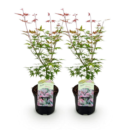 Zwei japanische Acer palmatum Phoenix Ahornbäume mit rosa Laub, in Töpfen, Höhe ca. 70 cm, laubabwerfend, von Everspring