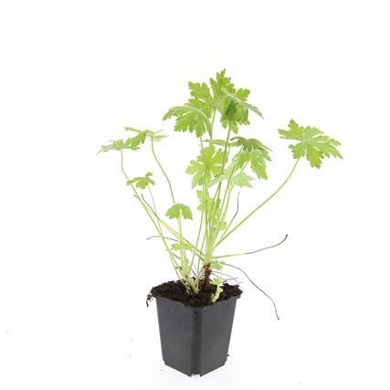 24x Geranium macrorrhizum – Immergrüner Bodendecker für Garten &amp; Hang - Wurzelwerk Design