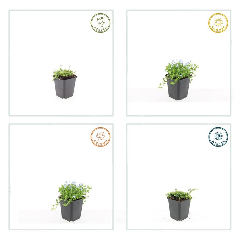 Isotoma fluviatilis &