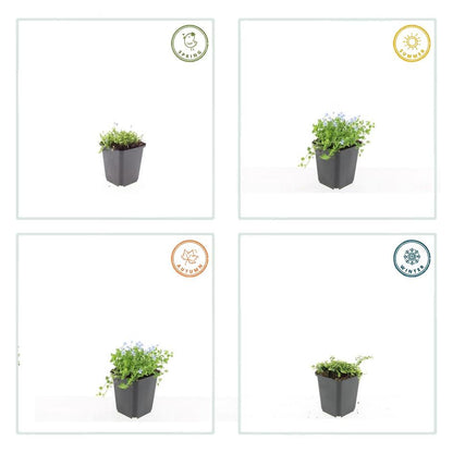 Isotoma fluviatilis &