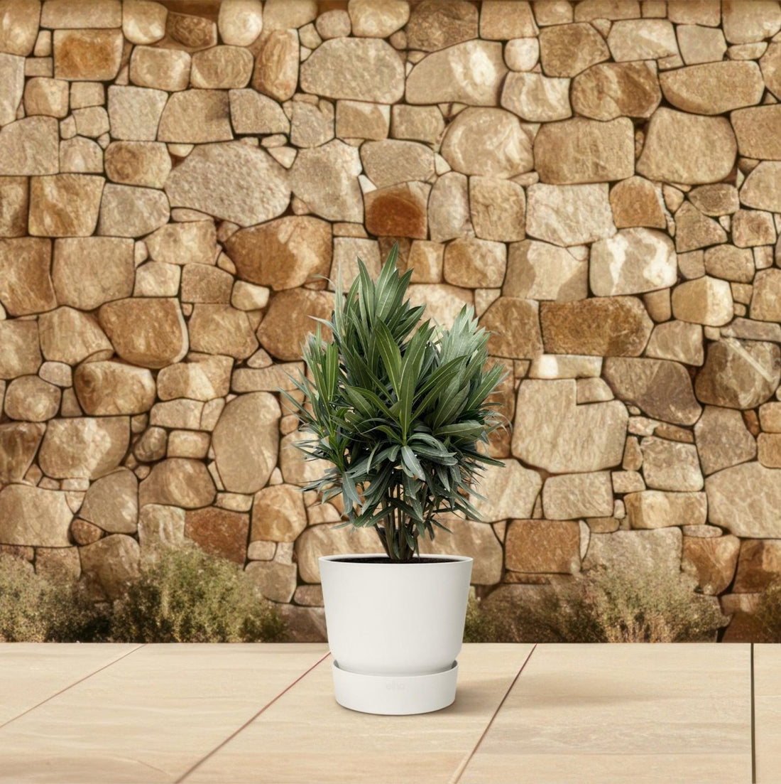 Oleanderhecke kaufen – Nerium Oleander, blühend &amp; immergrün - Wurzelwerk Design