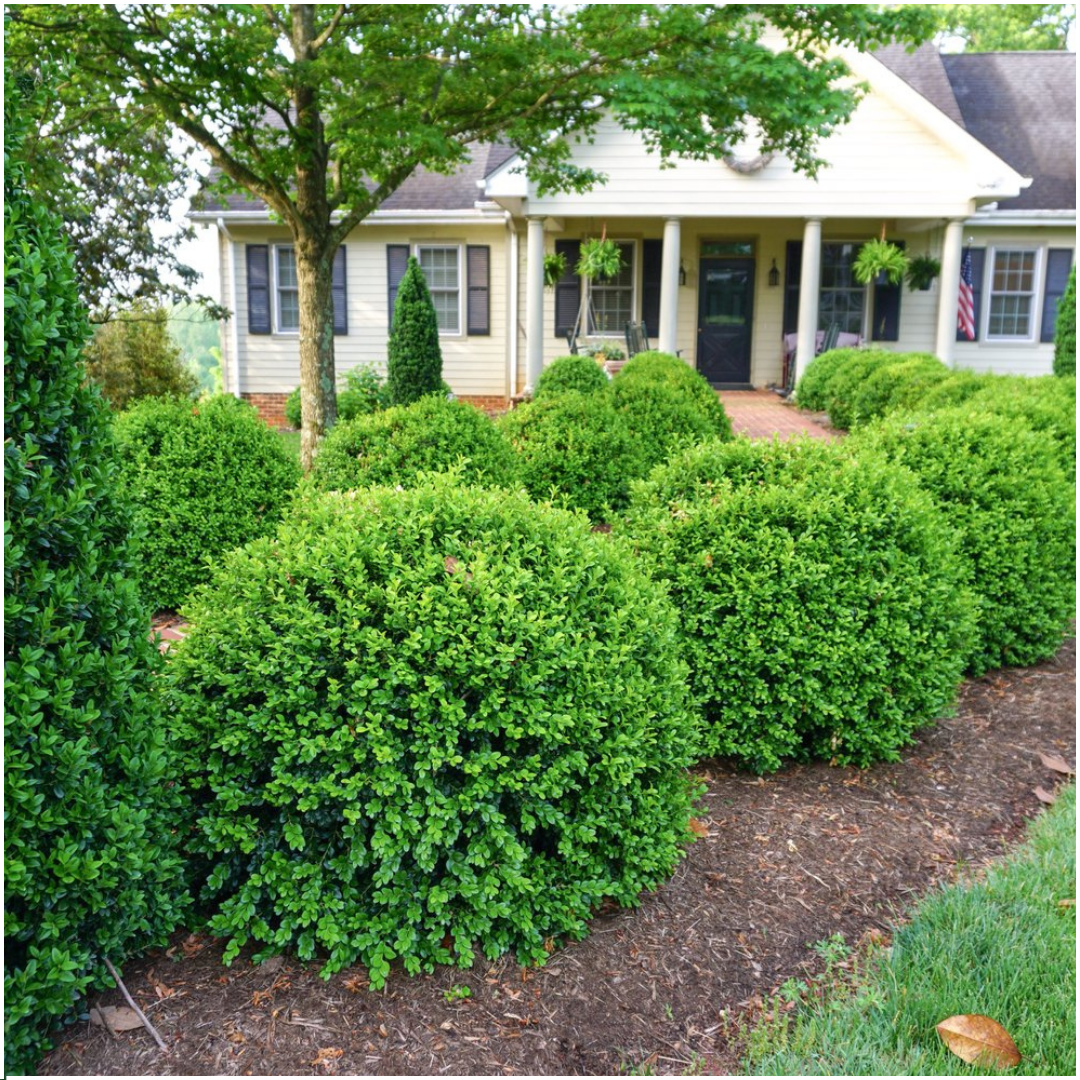 Buxus NewGen Freedom – 6er - Pack – Winterharte Immergrüne Sträucher – Ø7 cm Topf – Höhe ca. 15 cm - Wurzelwerk Design
