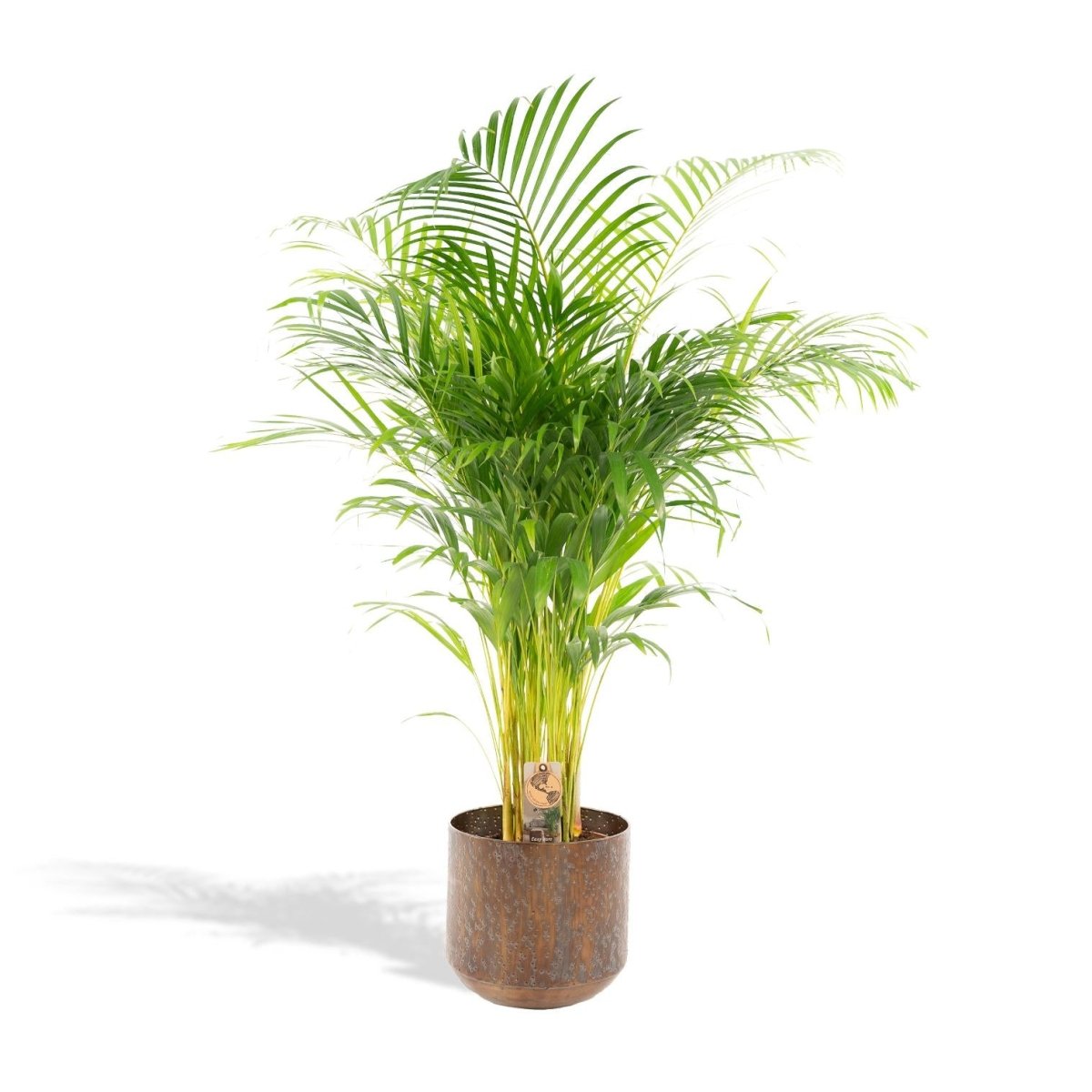 Areca - Palme 110cm mit Topf – Goldfruchtpalme für gesunde Raumluft - Wurzelwerk Design