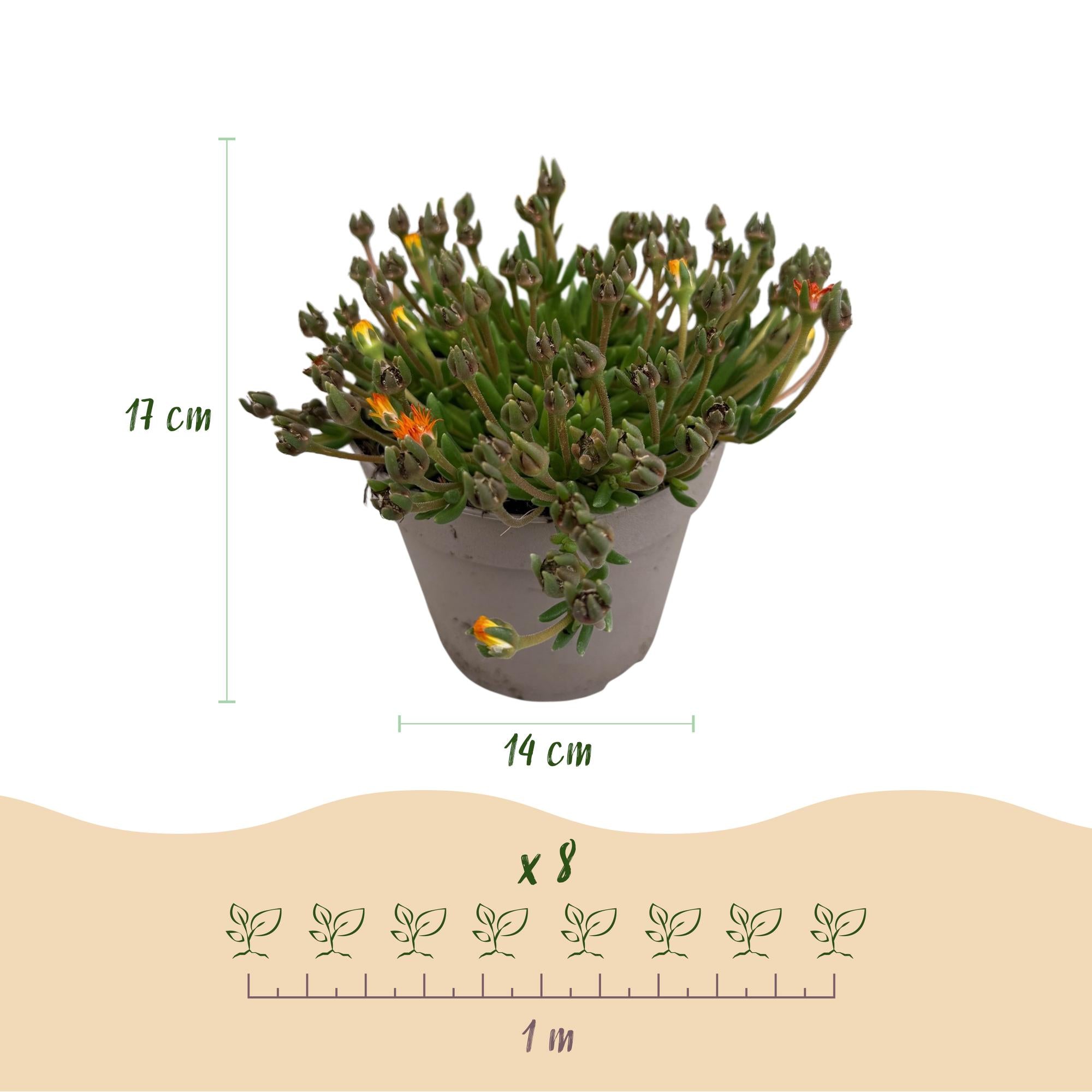 Bodendecker Delosperma Jewel of Desert | 4 winterharte Pflanzen – Farben Rot, Orange, Lila &amp; Rosa