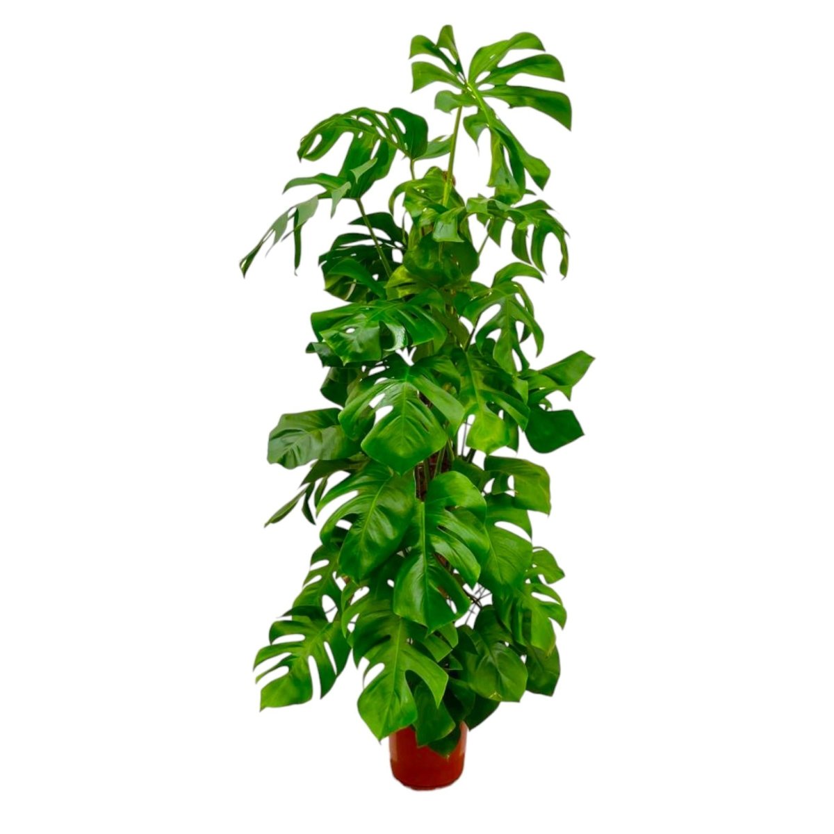 Monstera deliciosa kaufen – Das Fensterblatt, 70–180 cm - Wurzelwerk Design