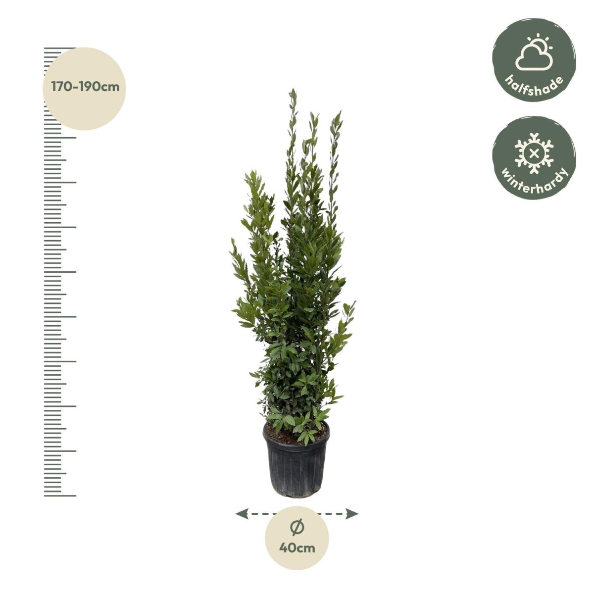 Laurus Nobilis Echter Lorbeer - 180 cm - Ø 40 cm - Wurzelwerk Design