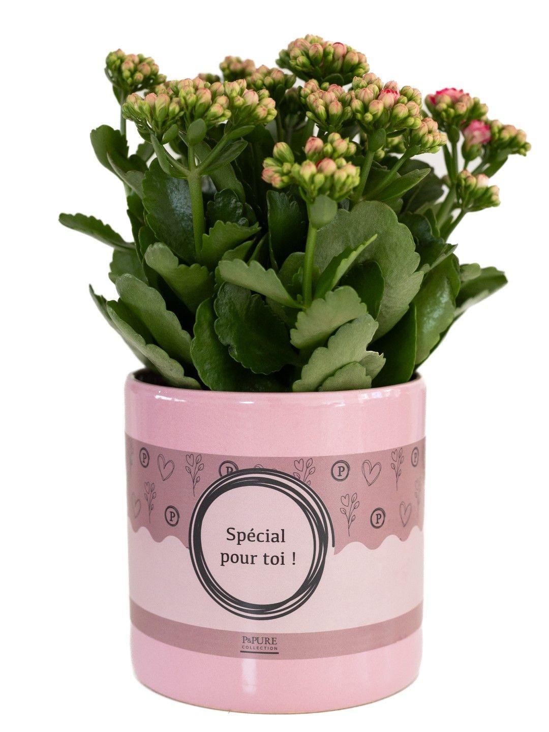 Kalanchoe Pink Pflanze von Everspring in P&amp;PURE Verpackung, Durchmesser 12cm, Höhe 27cm, blühende Zimmerpflanze