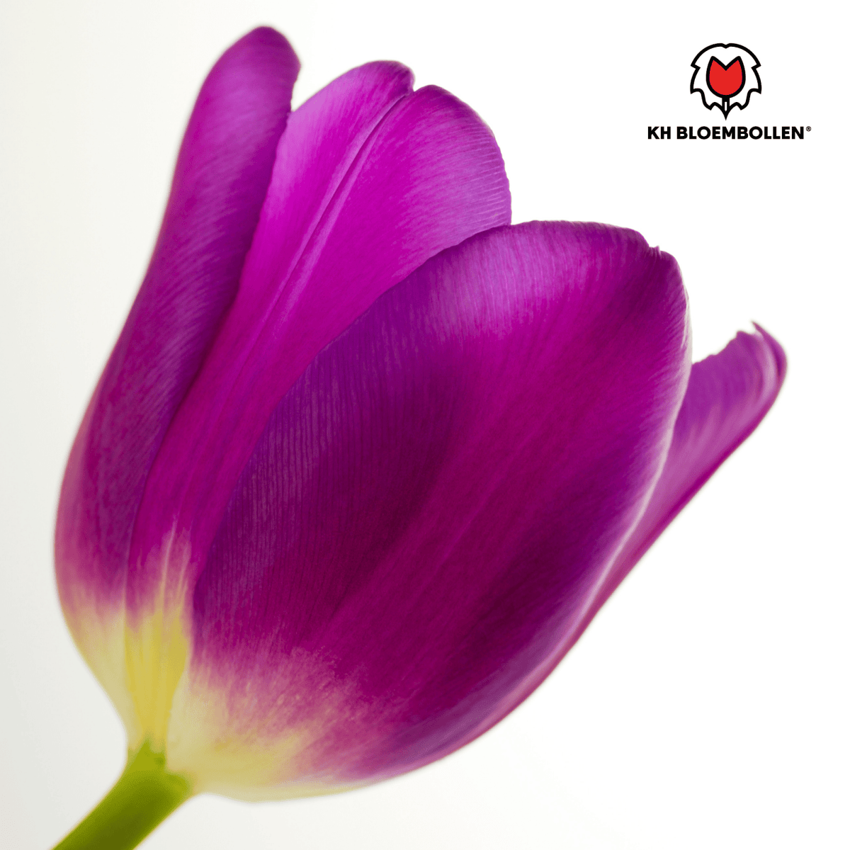 Purple Prince Tulpenzwiebeln – 20er - Pack | Tiefviolette Frühlingsblüten - Wurzelwerk Design