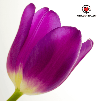 Purple Prince Tulpenzwiebeln – 20er - Pack | Tiefviolette Frühlingsblüten - Wurzelwerk Design