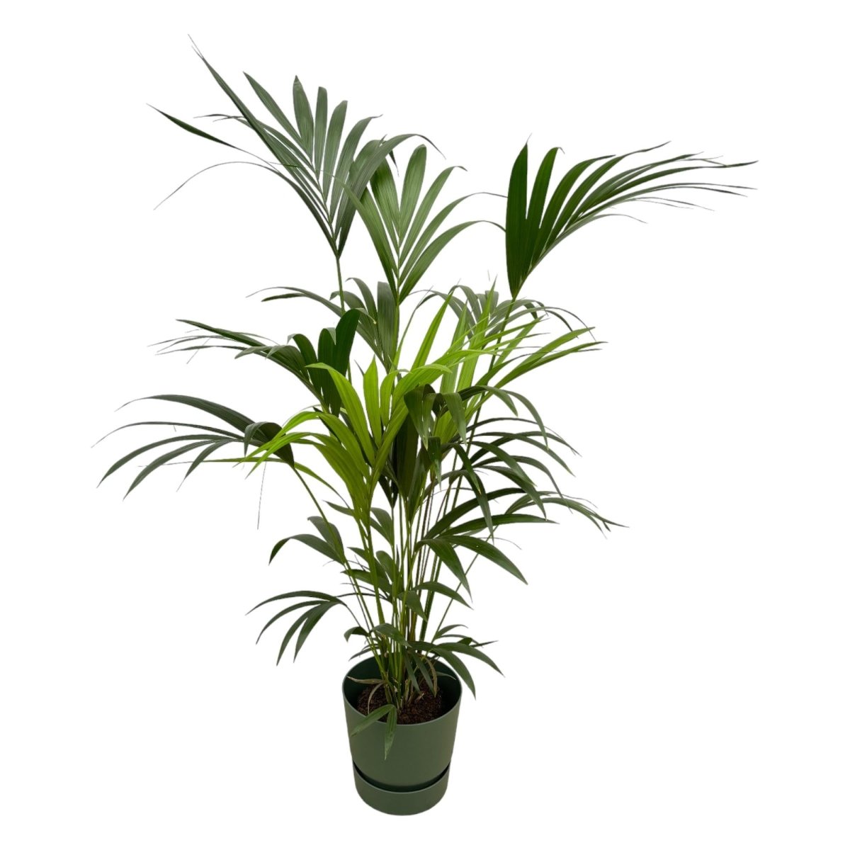 Kentia - Palme 160cm mit Topf – Elegante Zimmerpalme für stilvolles Grün - Wurzelwerk Design