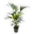Kentia - Palme 160cm mit Topf – Elegante Zimmerpalme für stilvolles Grün - Wurzelwerk Design