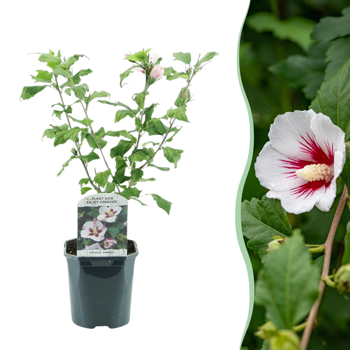Hibiscus syriacus Hamabo Pflanze mit hellrosa Blüte, laubabwerfend, in 17cm Topf, etwa 45cm hoch, wenig Pflege, Everspring