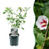 Hibiscus syriacus Hamabo Pflanze mit hellrosa Blüte, laubabwerfend, in 17cm Topf, etwa 45cm hoch, wenig Pflege, Everspring
