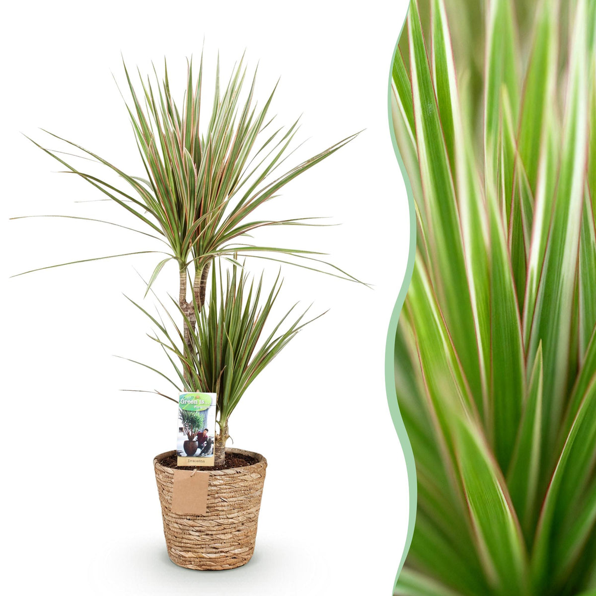 Everspring Drachenbaum Dracaena Marginata Bicolor in Korb, Pflanzen in 70-75cm und 90-100cm, grüne und bunte Blätter