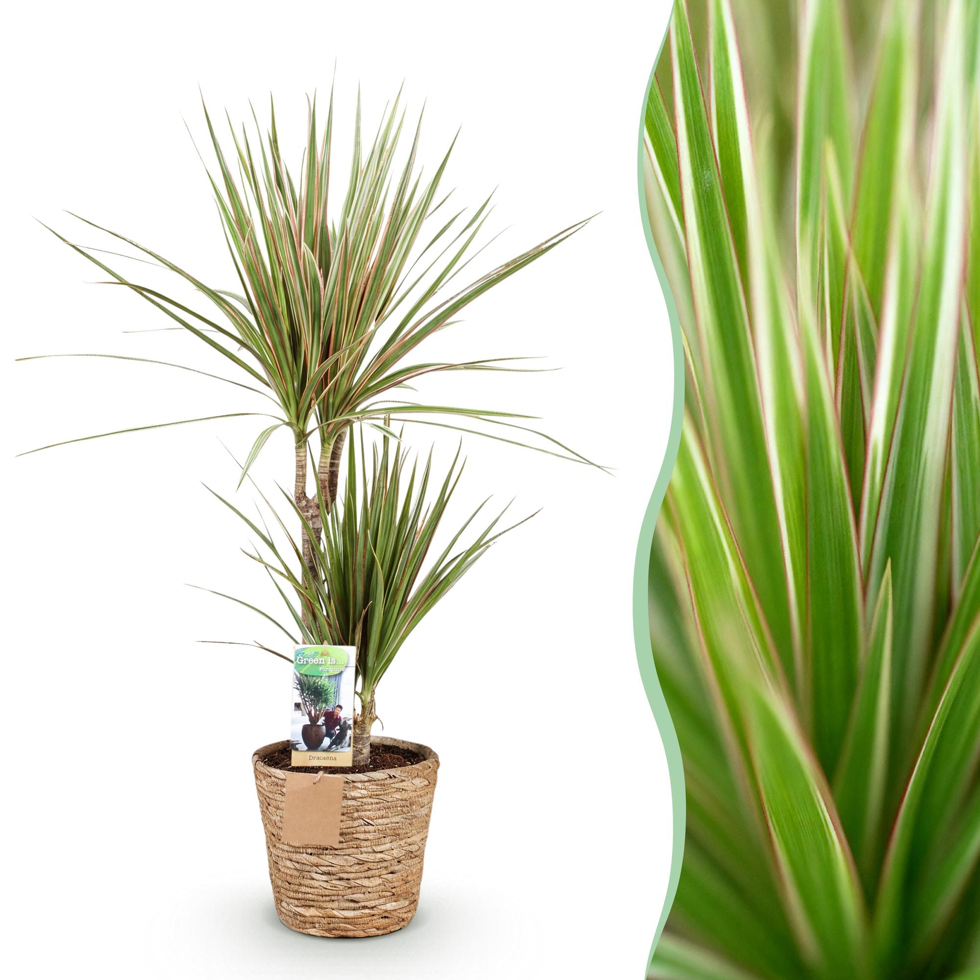 Everspring Drachenbaum Dracaena Marginata Bicolor in Korb, Pflanzen in 70-75cm und 90-100cm, grüne und bunte Blätter