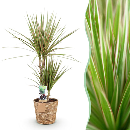 Everspring Drachenbaum Dracaena Marginata Bicolor in Korb, Pflanzen in 70-75cm und 90-100cm, grüne und bunte Blätter