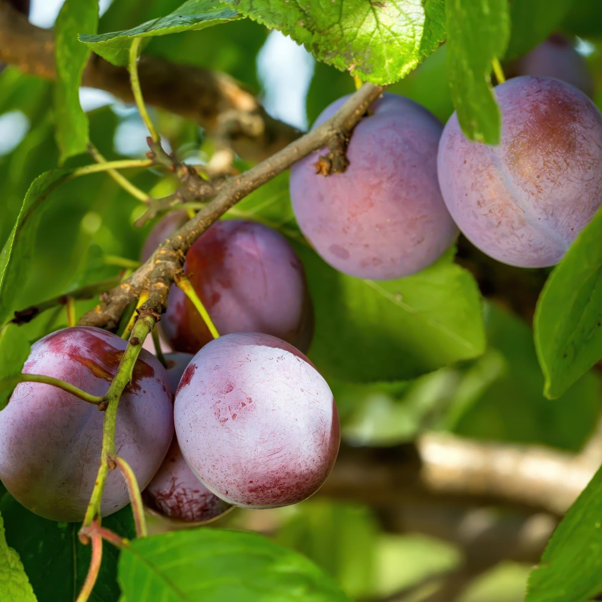 Pflaumenbaum Prunus domestica Opal in Topf, mit gelben und roten Früchten, ca. 90cm hoch, Everspring.