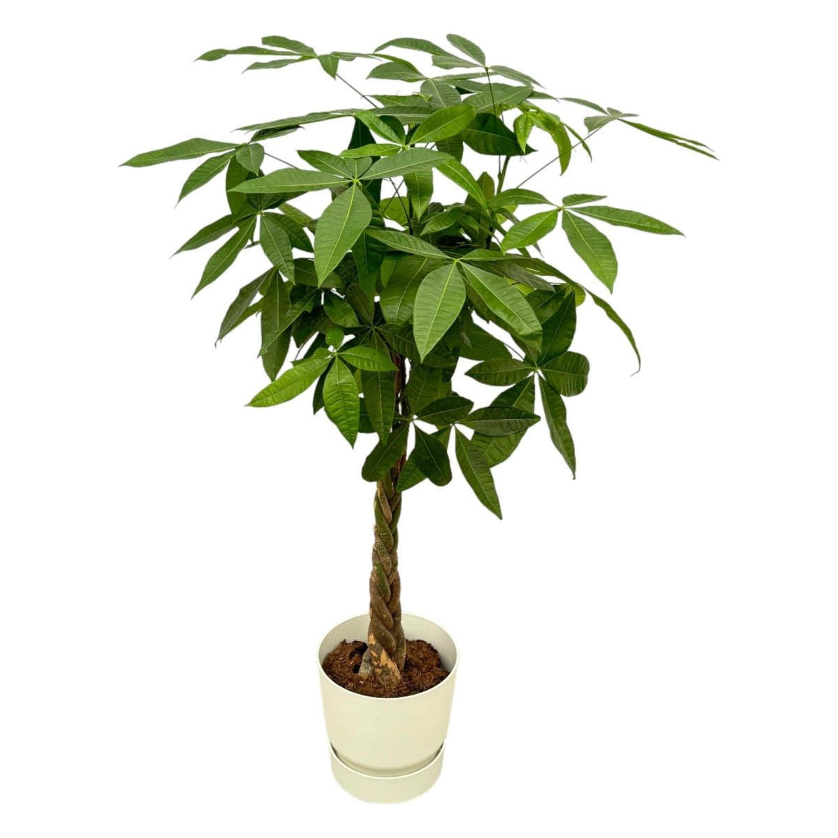 Pachira aquatica 160 cm | Glückskastanie im Ø30 cm Topf mit verschiedenen Übertöpfen - Wurzelwerk Design