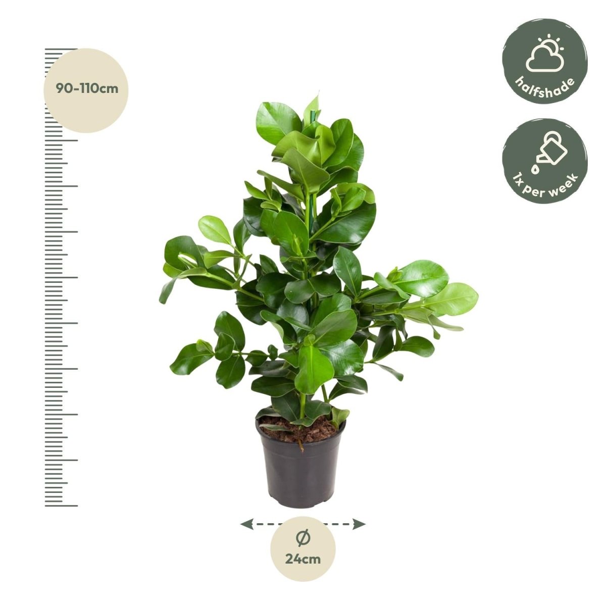 Clusia rosea 110 cm | Balsamapfel im Ø24 cm Topf – Moderne &amp; Pflegeleichte Zimmerpflanze - Wurzelwerk Design