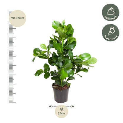 Clusia rosea 110 cm | Balsamapfel im Ø24 cm Topf – Moderne &amp; Pflegeleichte Zimmerpflanze - Wurzelwerk Design