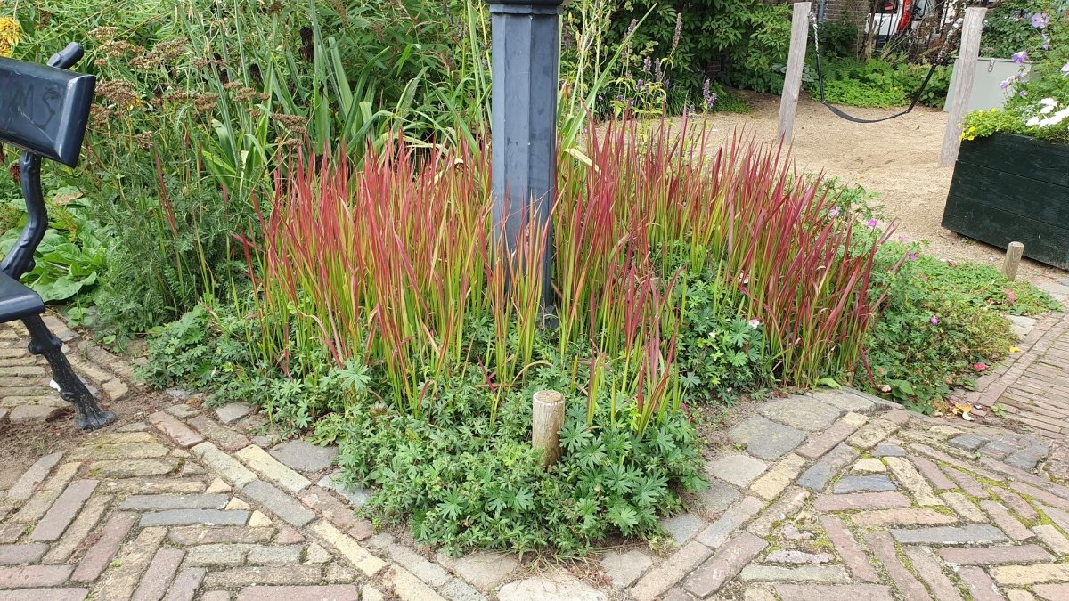 Imperata cylindrica ‘Red Baron’ – 24 Pflanzen Ø 9 cm – Japanisches Blutgras mit intensiver roter Färbung - Wurzelwerk Design