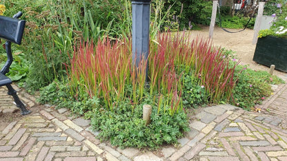 Imperata cylindrica ‘Red Baron’ – 24 Pflanzen Ø 9 cm – Japanisches Blutgras mit intensiver roter Färbung - Wurzelwerk Design
