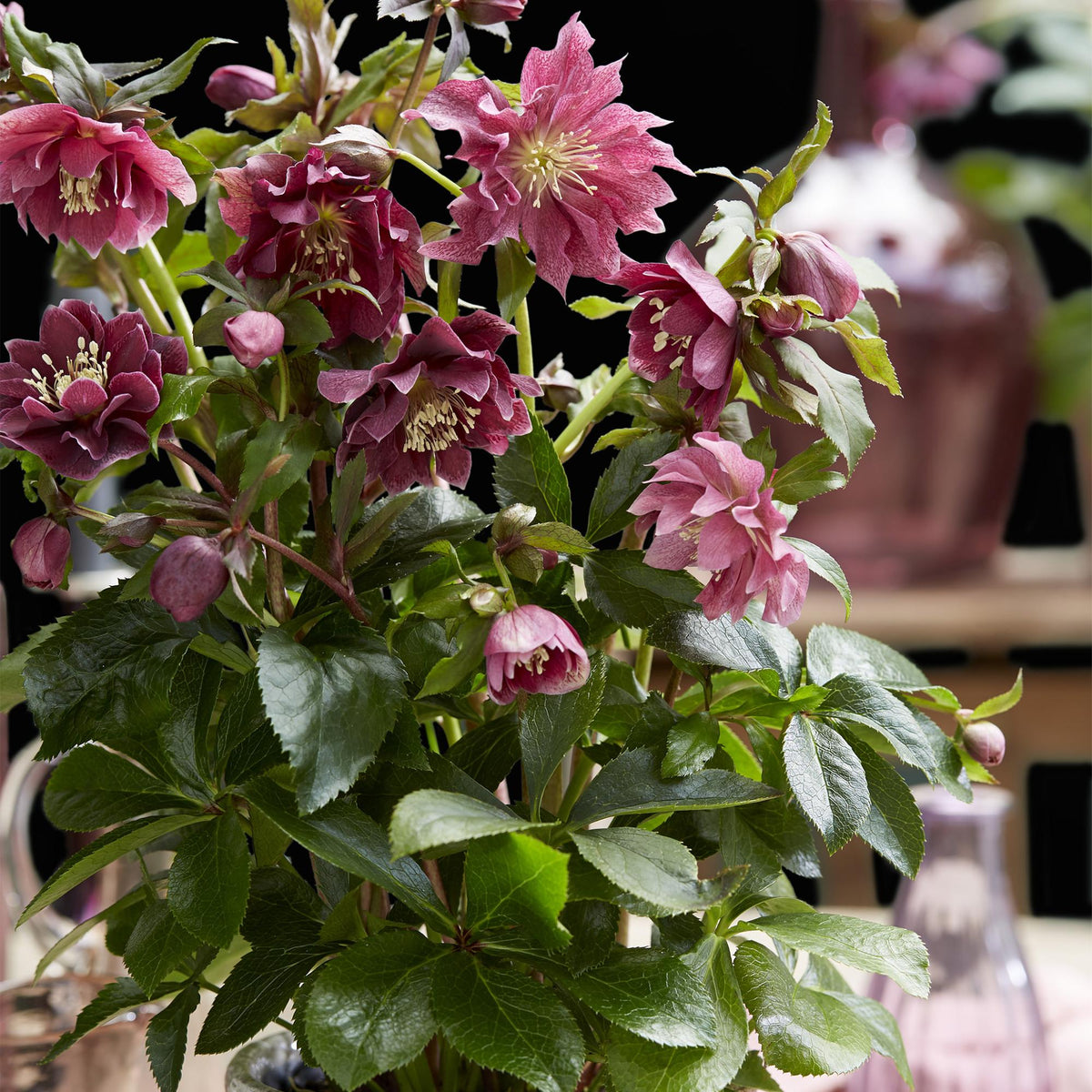 Lenzrose &