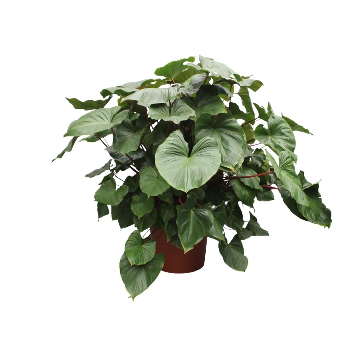 Homalomena Rubescens Maggy - 170 cm - Ø 60 cm - Wurzelwerk Design