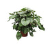 Homalomena Rubescens Maggy - 170 cm - Ø 60 cm - Wurzelwerk Design
