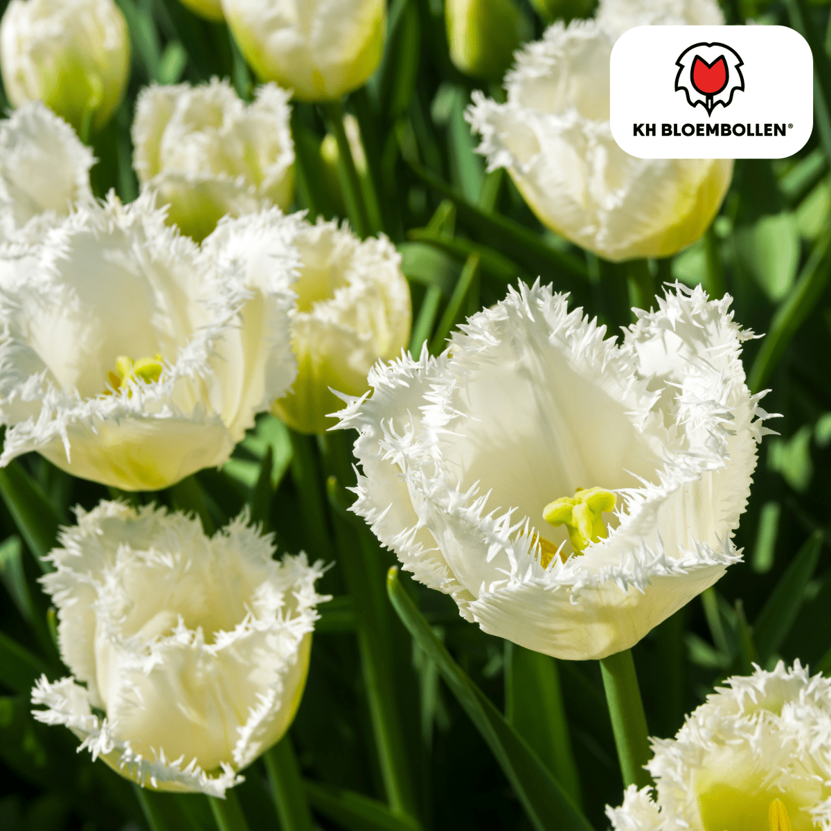 Tulpenzwiebeln Honeymoon | 20er - Pack | Weiß gefüllt - Wurzelwerk Design