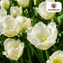 Tulpenzwiebeln Honeymoon | 20er - Pack | Weiß gefüllt - Wurzelwerk Design