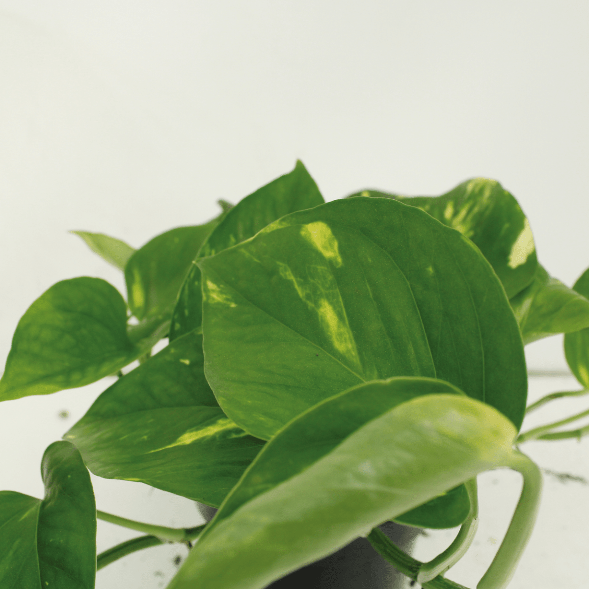 2x Epipremnum Aureum - Scindapsus - 25cm - ø15 - Wurzelwerk Design