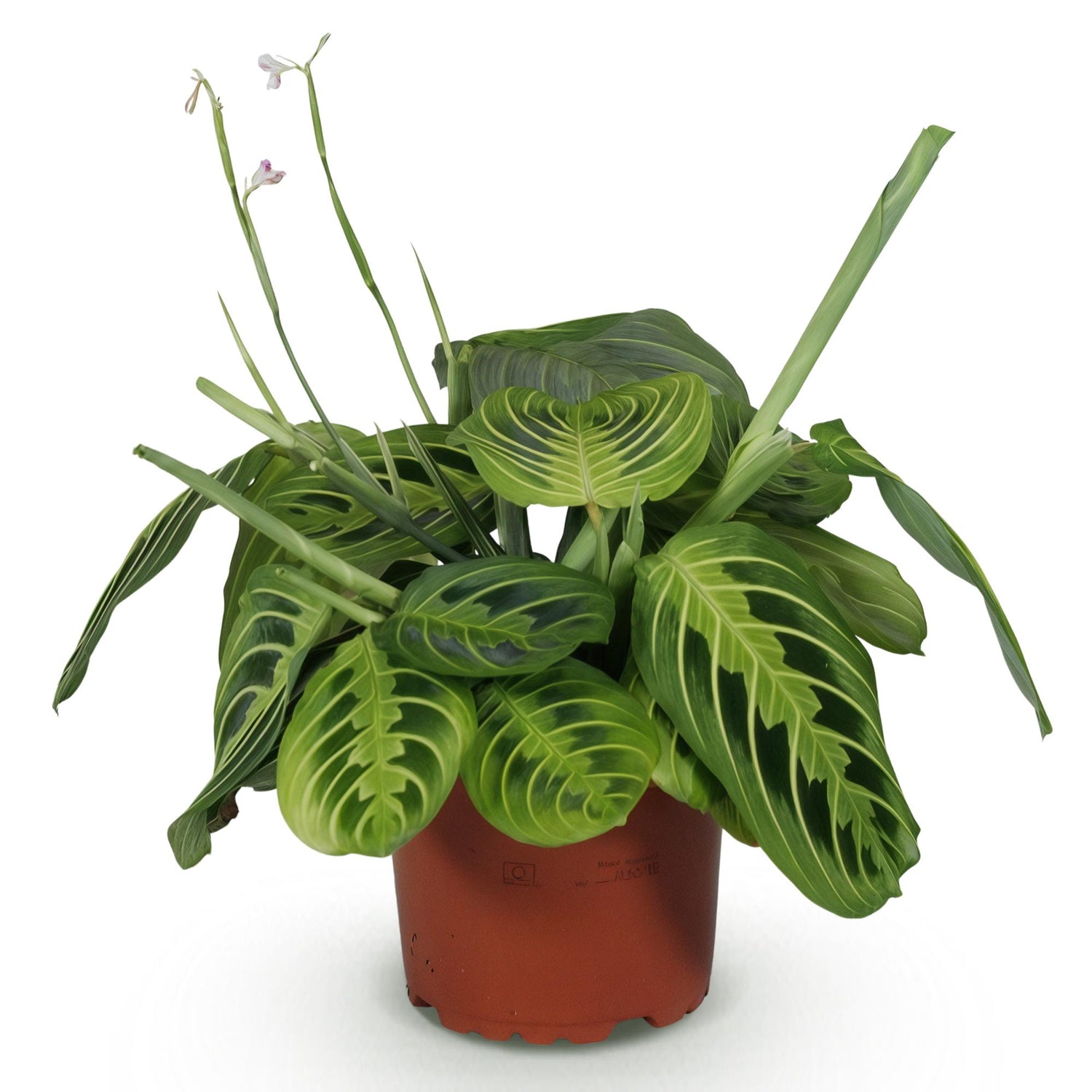 Grüne Maranta Fascinator Lemon Lime Zimmerpflanze in 12cm Topf, Haustierfreundlich, Höhe 25cm, von Everspring.