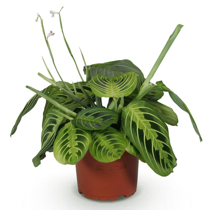 Grüne Maranta Fascinator Lemon Lime Zimmerpflanze in 12cm Topf, Haustierfreundlich, Höhe 25cm, von Everspring.