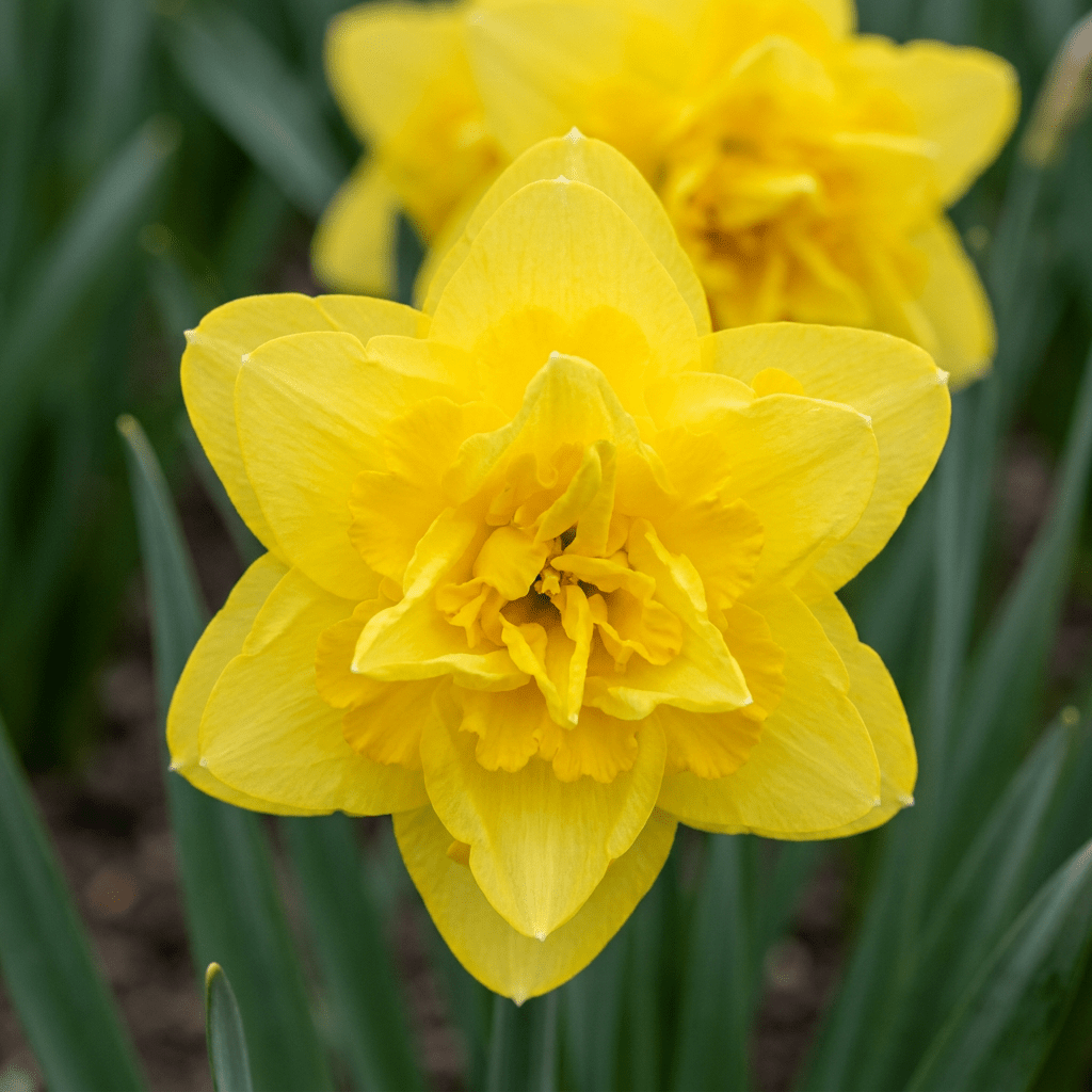 Gefüllte Narzisse Golden Ducat – Narcissus online kaufen | 10 bis 80 Blumenzwiebeln, goldgelb &amp; gefüllt – Wurzelwerk Design - Wurzelwerk Design