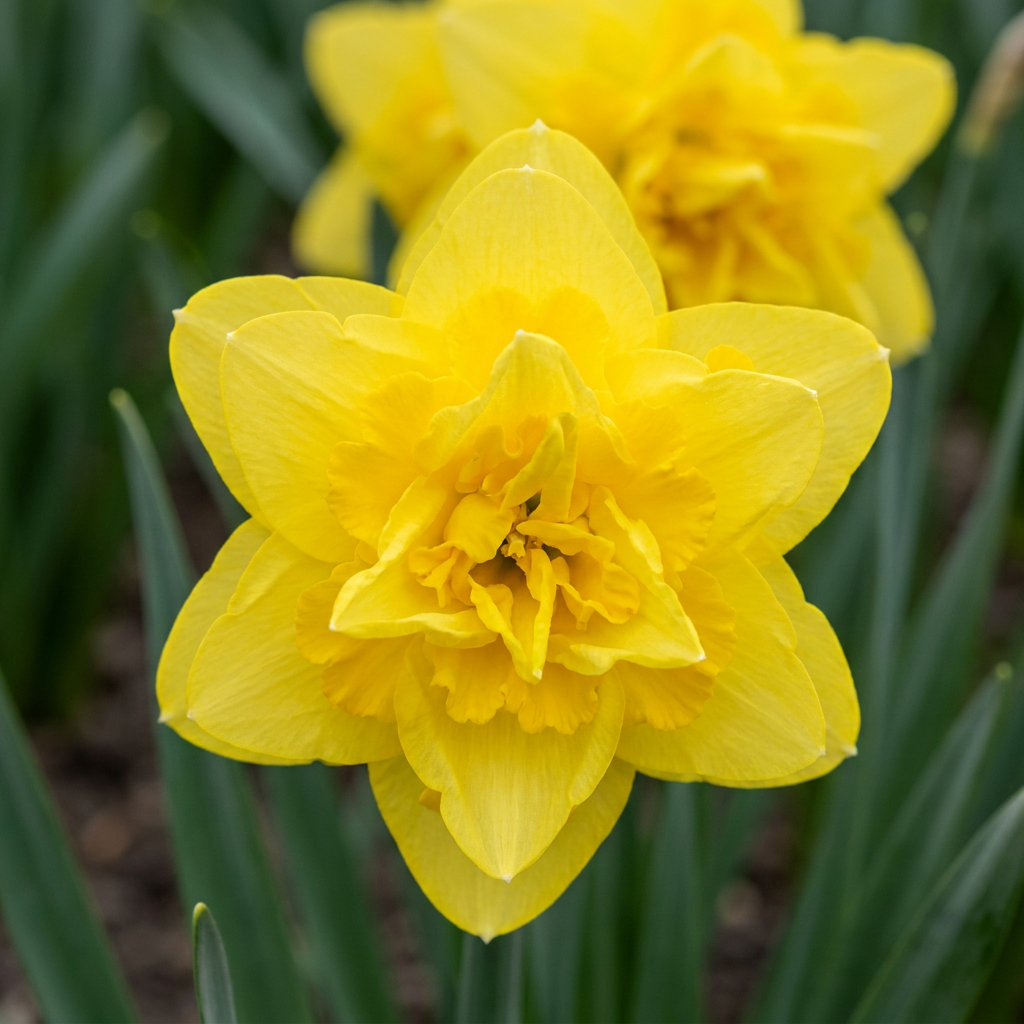 Gefüllte Narzisse Golden Ducat – Narcissus online kaufen | 10 bis 80 Blumenzwiebeln, goldgelb &amp; gefüllt – Wurzelwerk Design