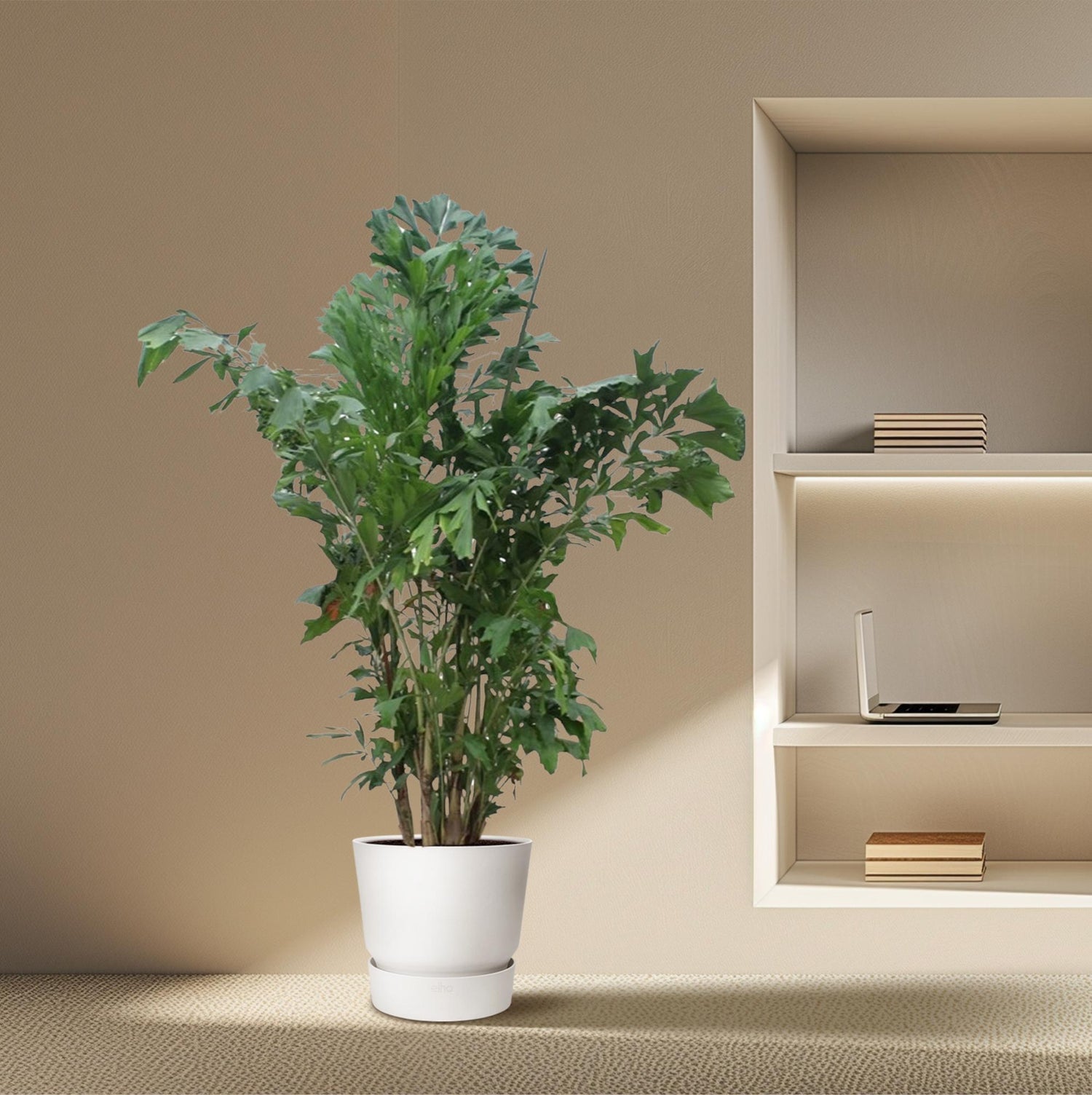 Caryota mitis Fischschwanzpalme, Zimmerpflanze mit gefiederten Blättern in verschiedenen Größen, tropische Pflanze von Everspring