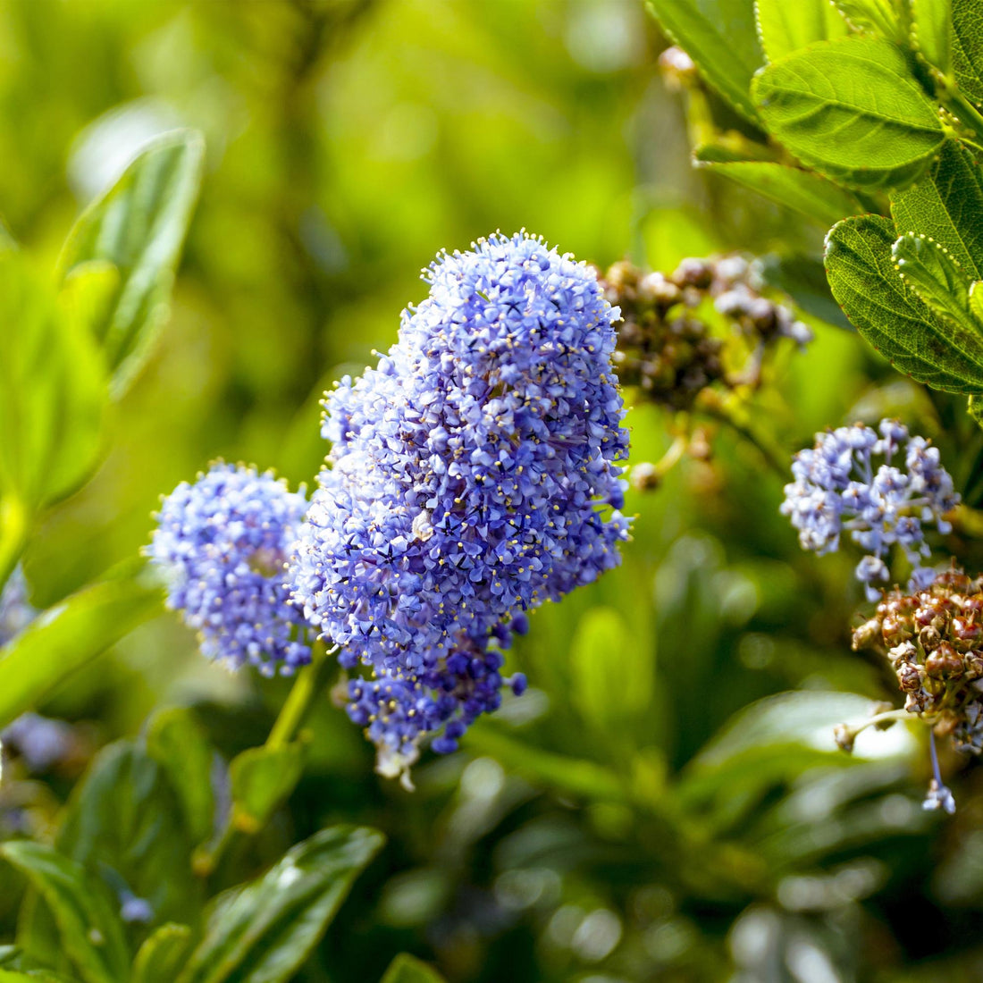 Säckelblume Victoria Stämmchen – Ceanothus impressus online kaufen | Blaue Blüte, Immergrün &amp; Bienenfreundlich – Wurzelwerk Design