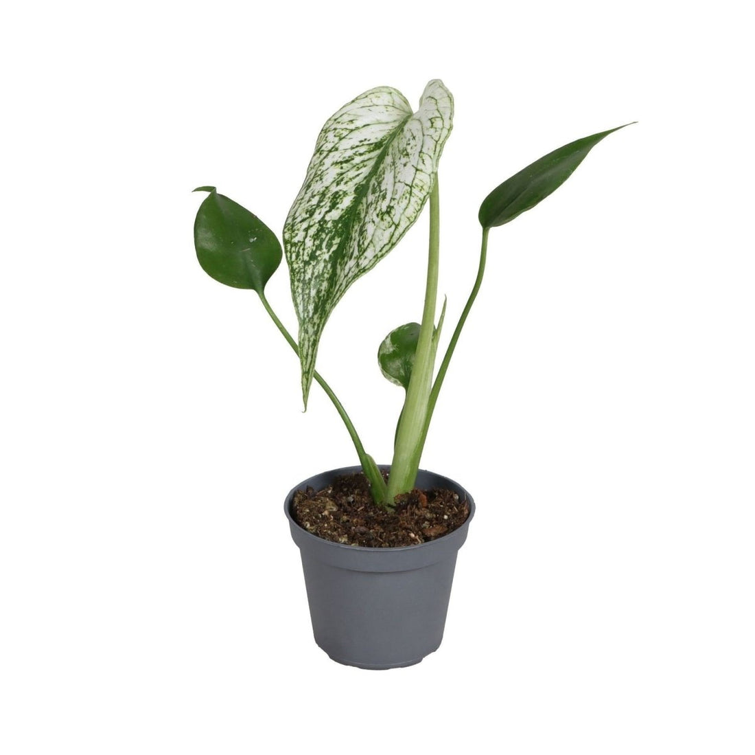 Monstera &