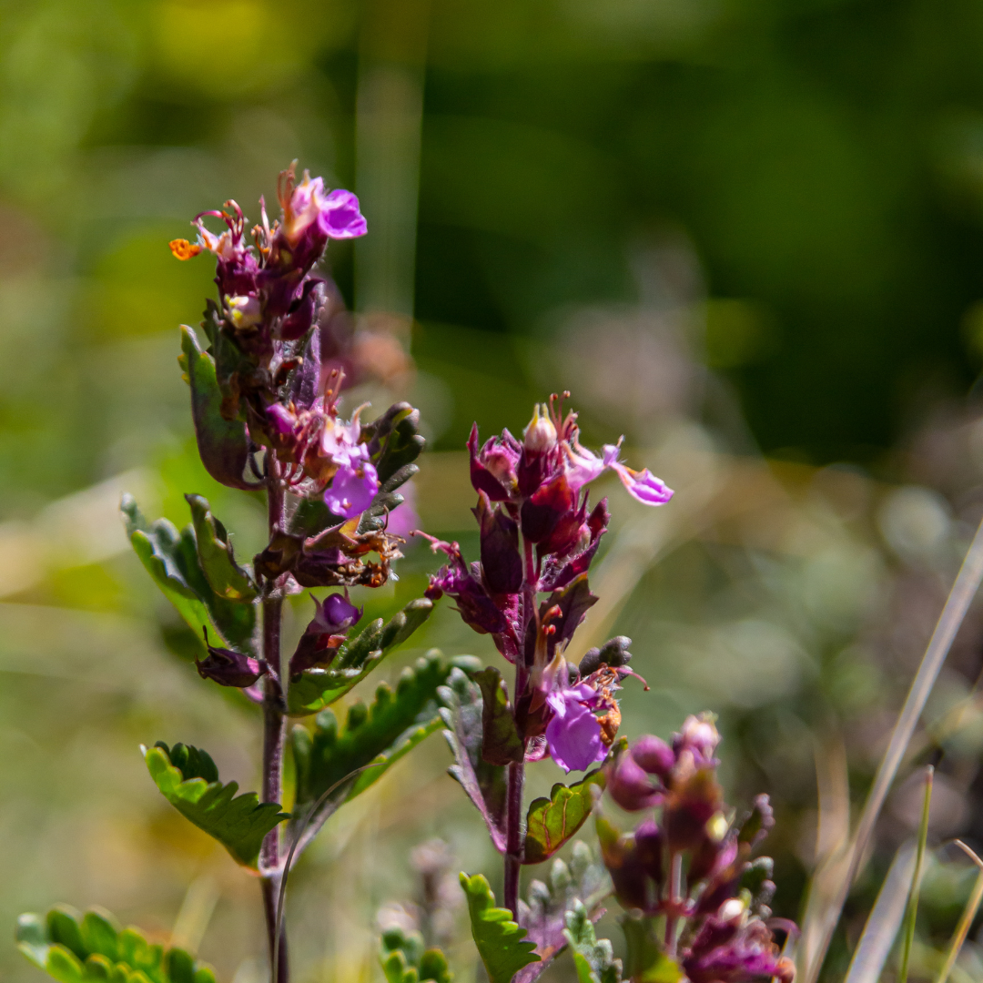Drei Teucrium lucidrys Pflanzen in Töpfen, Everspring, Höhe 10-25cm, Durchmesser 9cm, grüne Blätter und kleine Blüten.