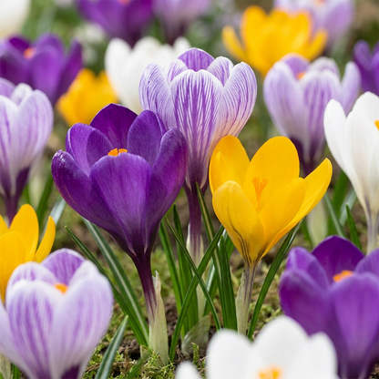 Großblütiger Krokus Mischung – Crocus online kaufen | 60 bis 240 Blumenzwiebeln, kräftige Farben – Wurzelwerk Design