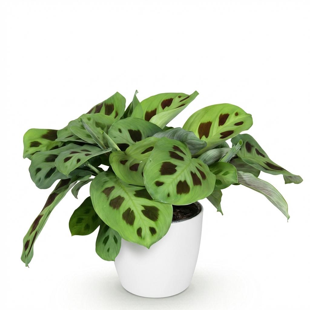 Maranta Kerchoveana kaufen | Zebrapflanze – Topf Ø 12 cm, Höhe 25 cm - Wurzelwerk Design