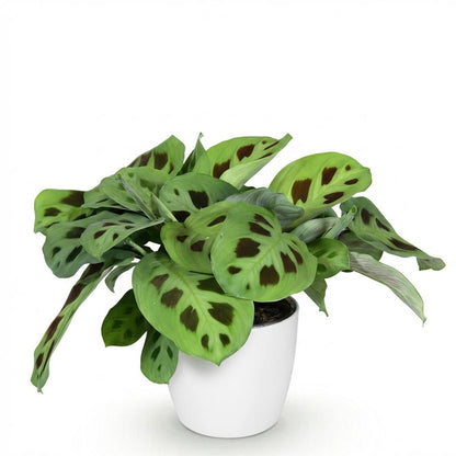 Everspring Maranta Kerchoveana Zebrapflanze im Topf mit 12 cm Durchmesser, 25 cm hoch, grüne Blätter mit Zebramuster